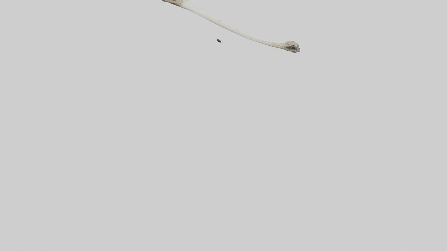 Eagle Femur 3D model