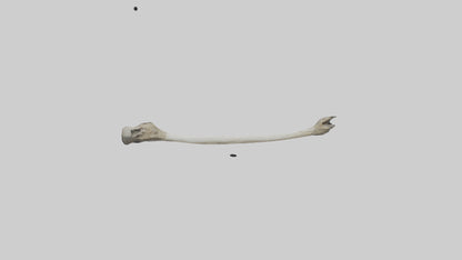 Eagle Femur 3D model