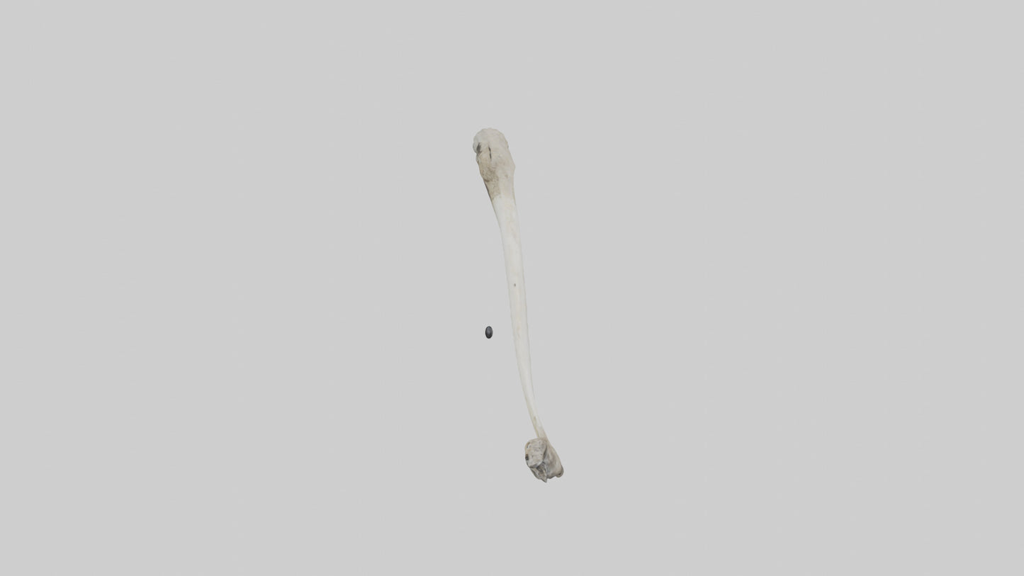 Eagle Femur 3D model