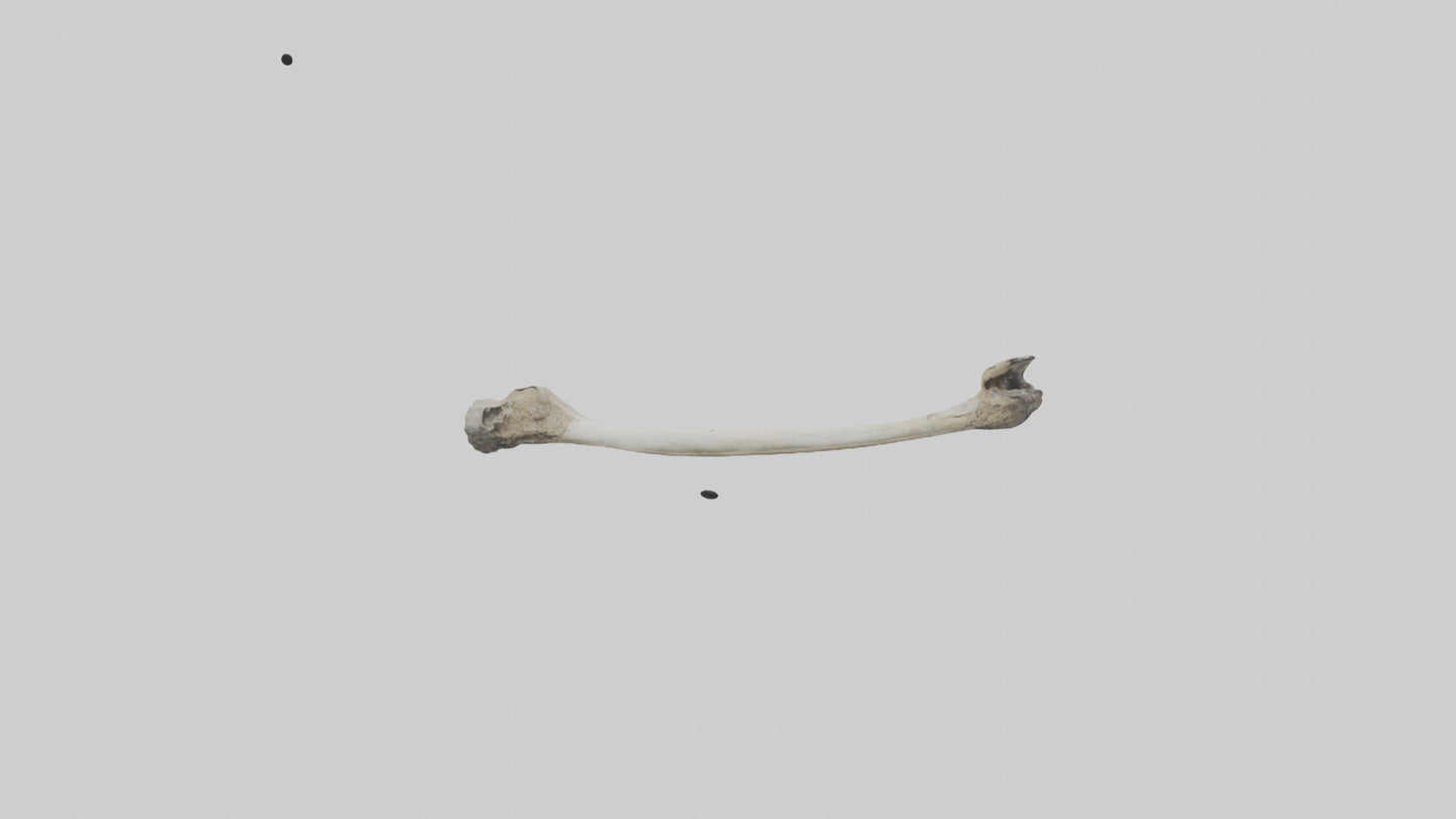 Eagle Femur 3D model