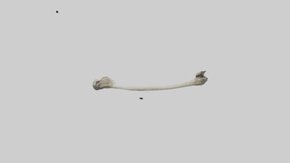 Eagle Femur 3D model