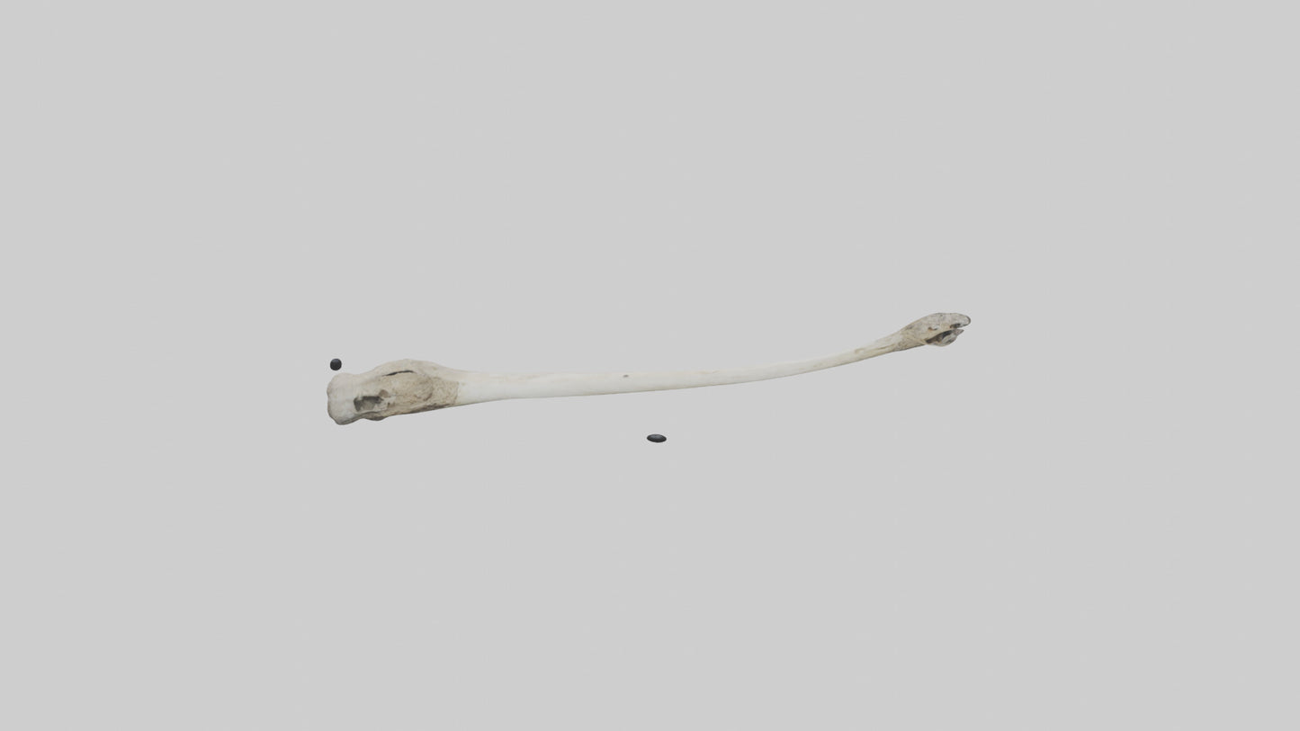 Eagle Femur 3D model