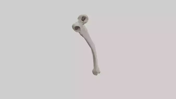 Eagle Humerus 3D model