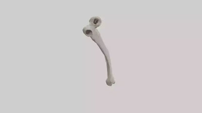 Eagle Humerus 3D model