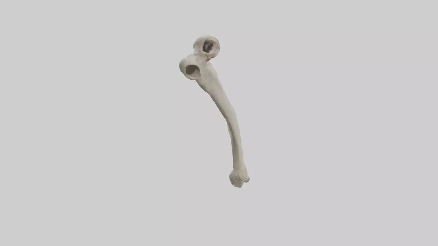 Eagle Humerus 3D model