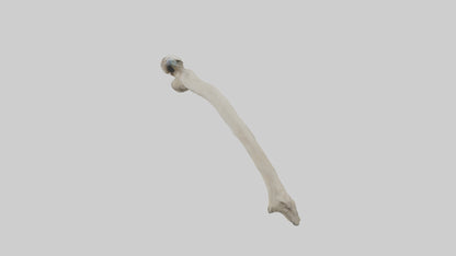 Eagle Humerus 3D model