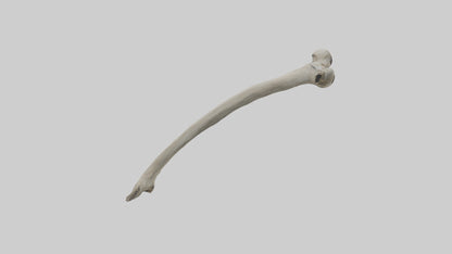 Eagle Humerus 3D model
