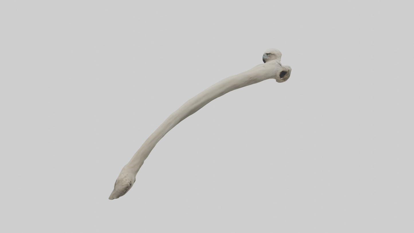 Eagle Humerus 3D model