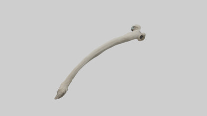 Eagle Humerus 3D model