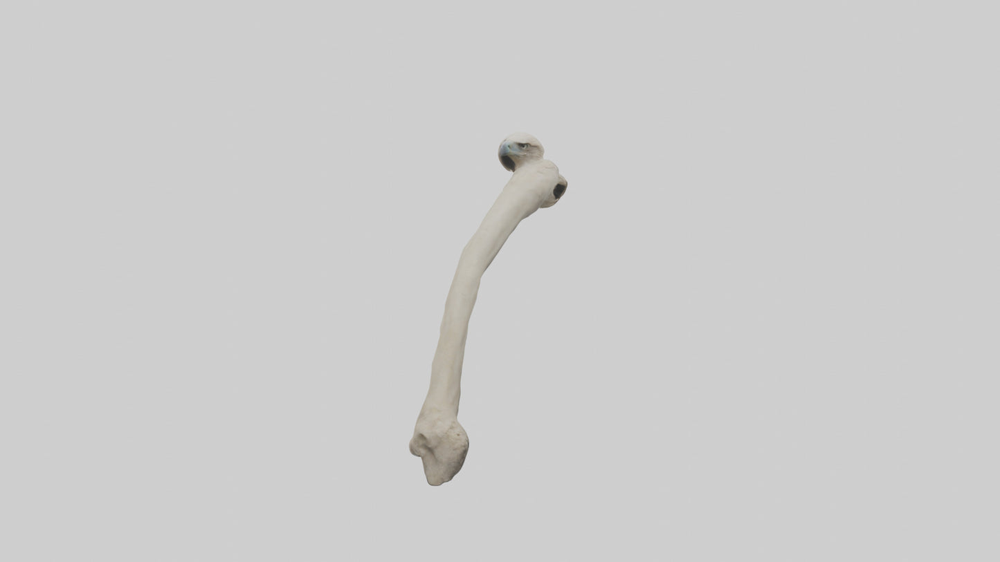 Eagle Humerus 3D model