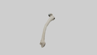 Eagle Humerus 3D model
