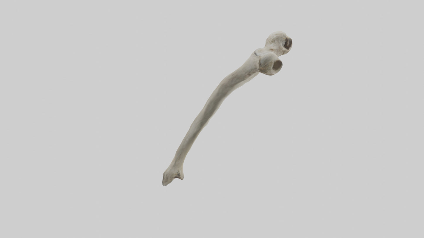 Eagle Humerus 3D model