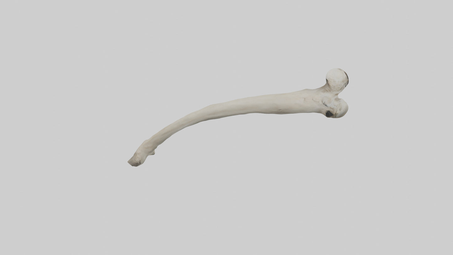 Eagle Humerus 3D model