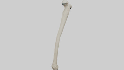 Eagle Humerus 3D model