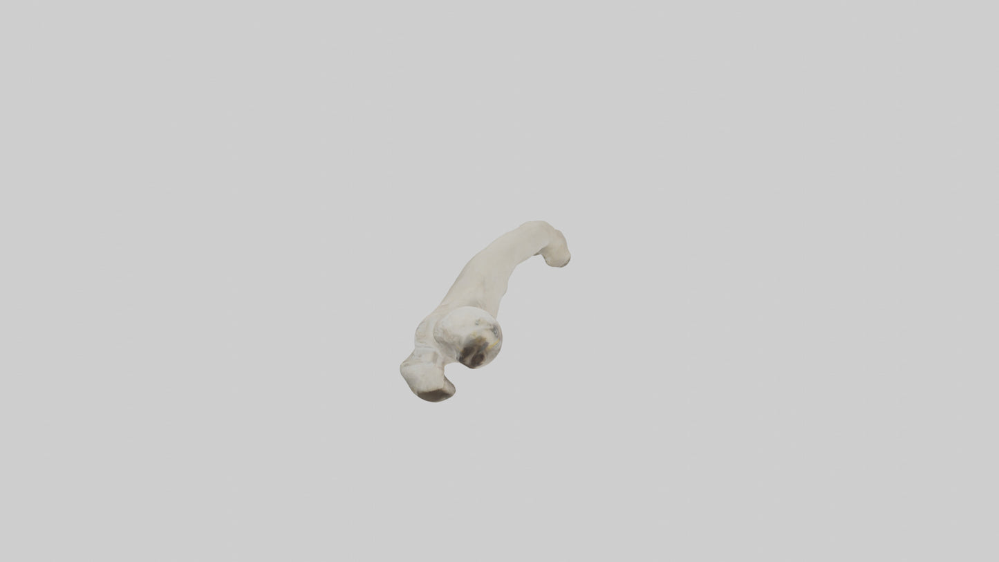Eagle Humerus 3D model