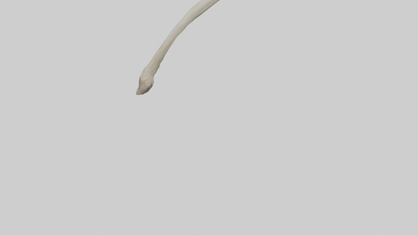 Eagle Humerus 3D model