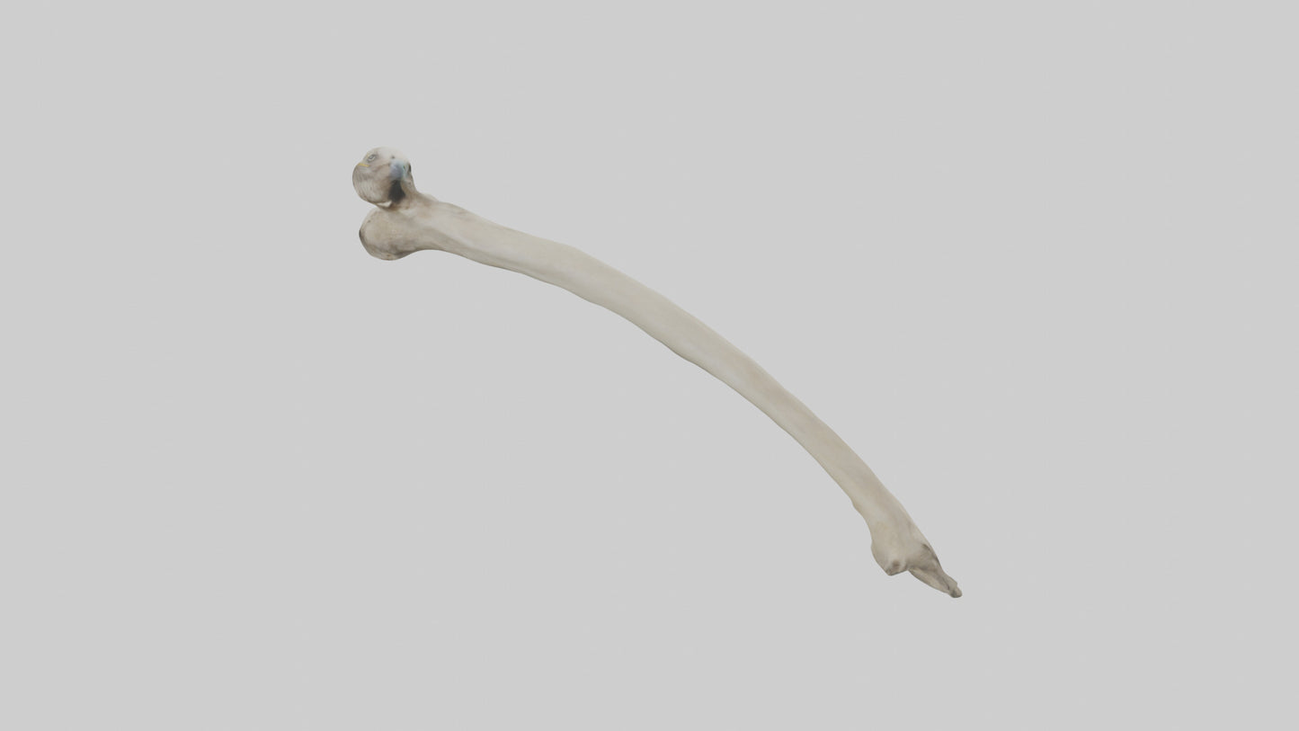 Eagle Humerus 3D model