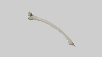 Eagle Humerus 3D model