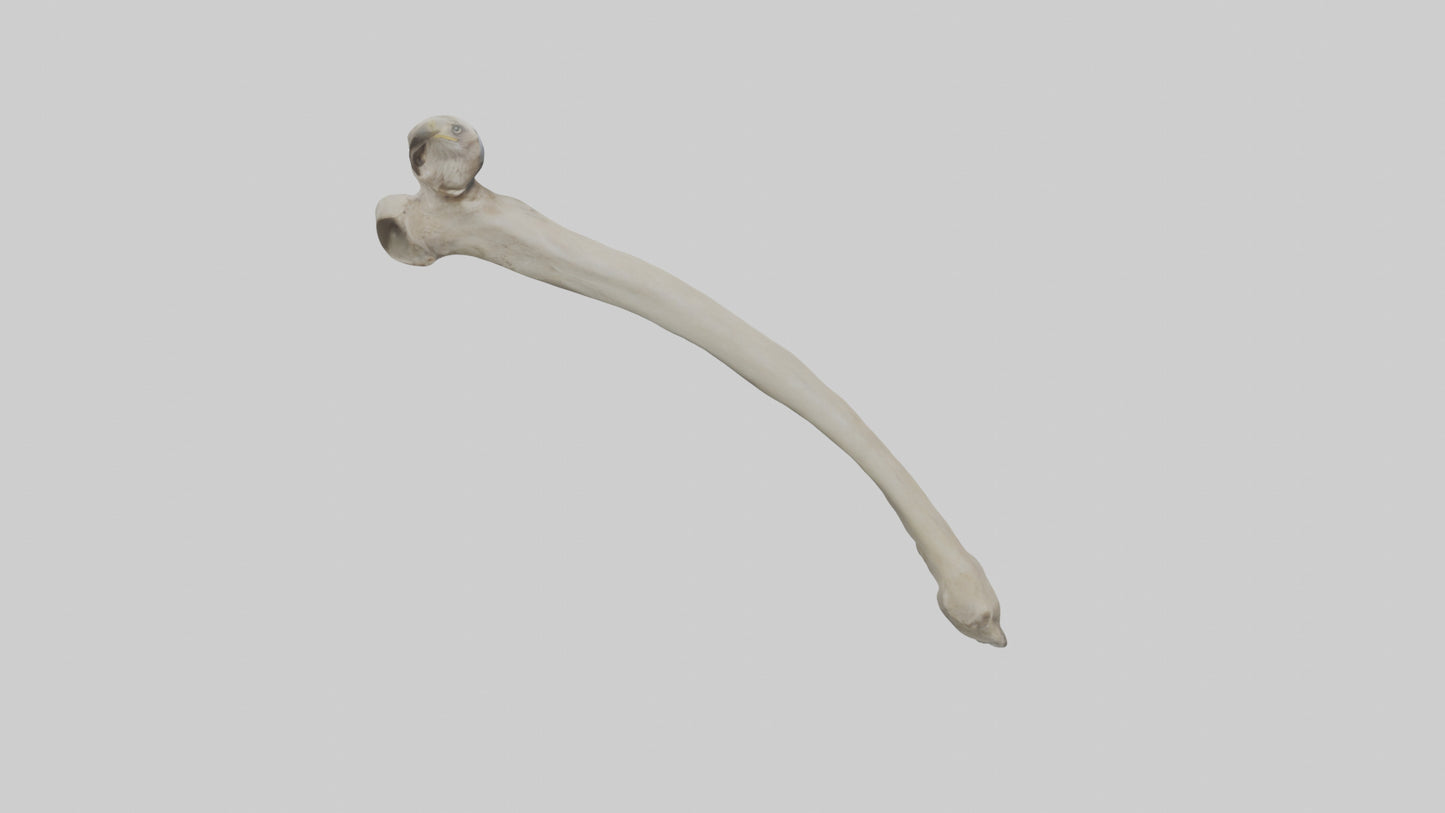 Eagle Humerus 3D model