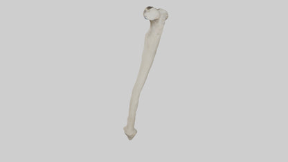 Eagle Humerus 3D model