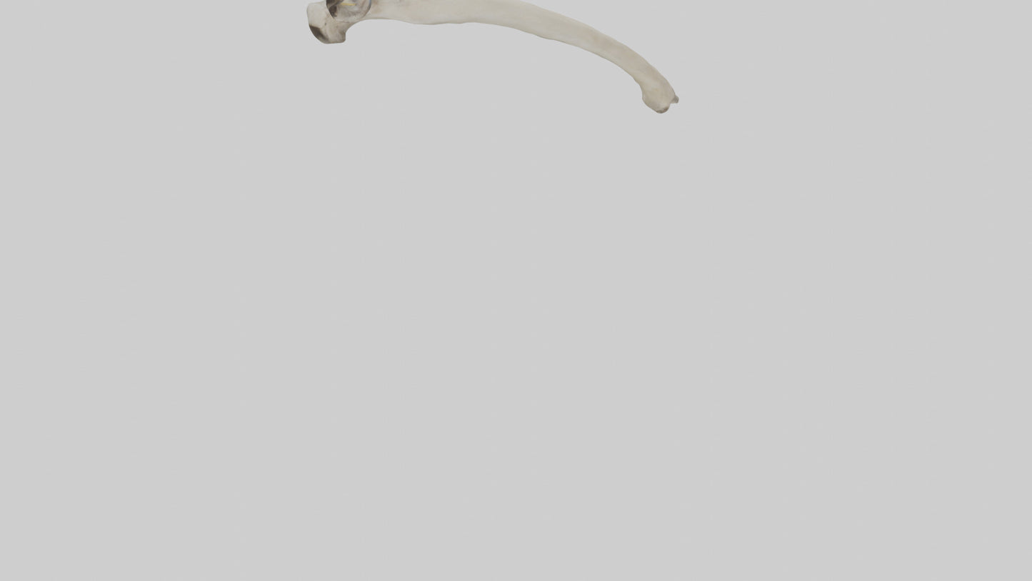 Eagle Humerus 3D model