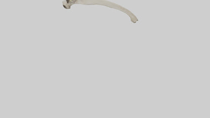 Eagle Humerus 3D model