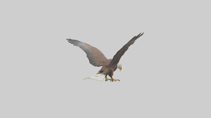 Eagle landing model 3D model