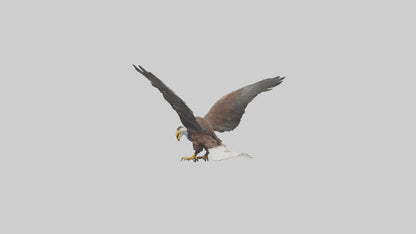 Eagle landing model 3D model
