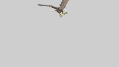 Eagle landing model 3D model