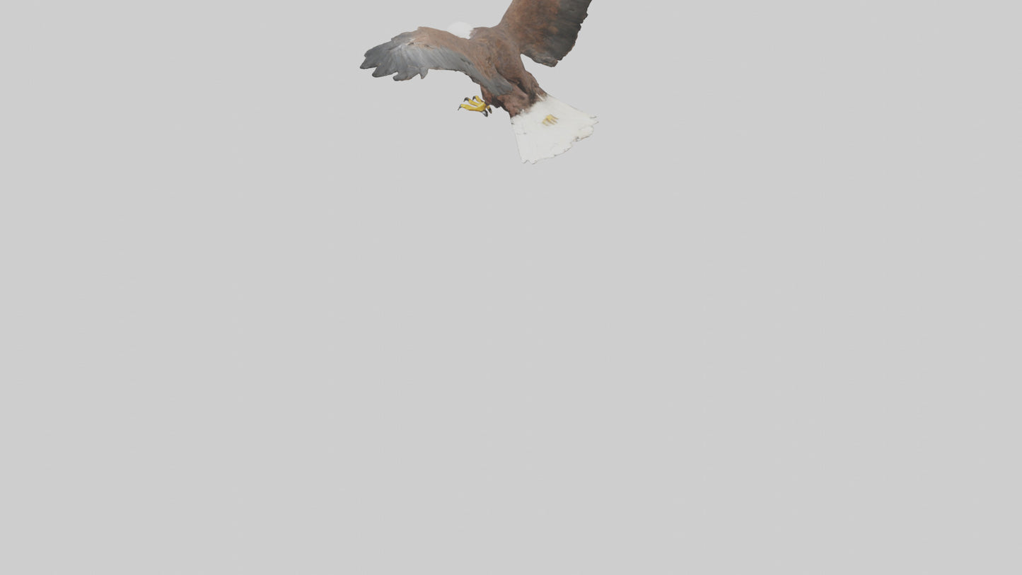 Eagle landing model 3D model