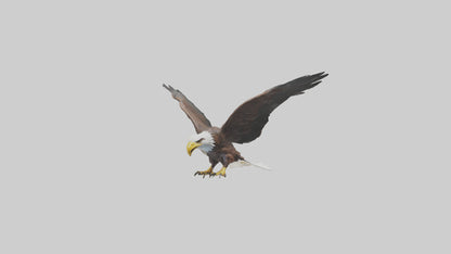 Eagle landing model 3D model