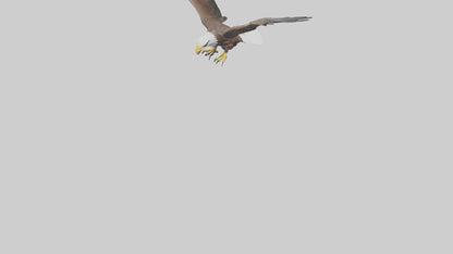 Eagle landing model 3D model