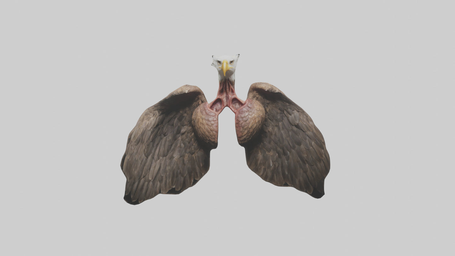 3D model Eagle Lungs VR / AR / low-poly