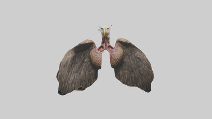 3D model Eagle Lungs VR / AR / low-poly