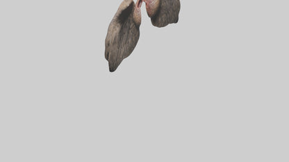 3D model Eagle Lungs VR / AR / low-poly