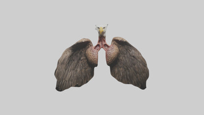 3D model Eagle Lungs VR / AR / low-poly