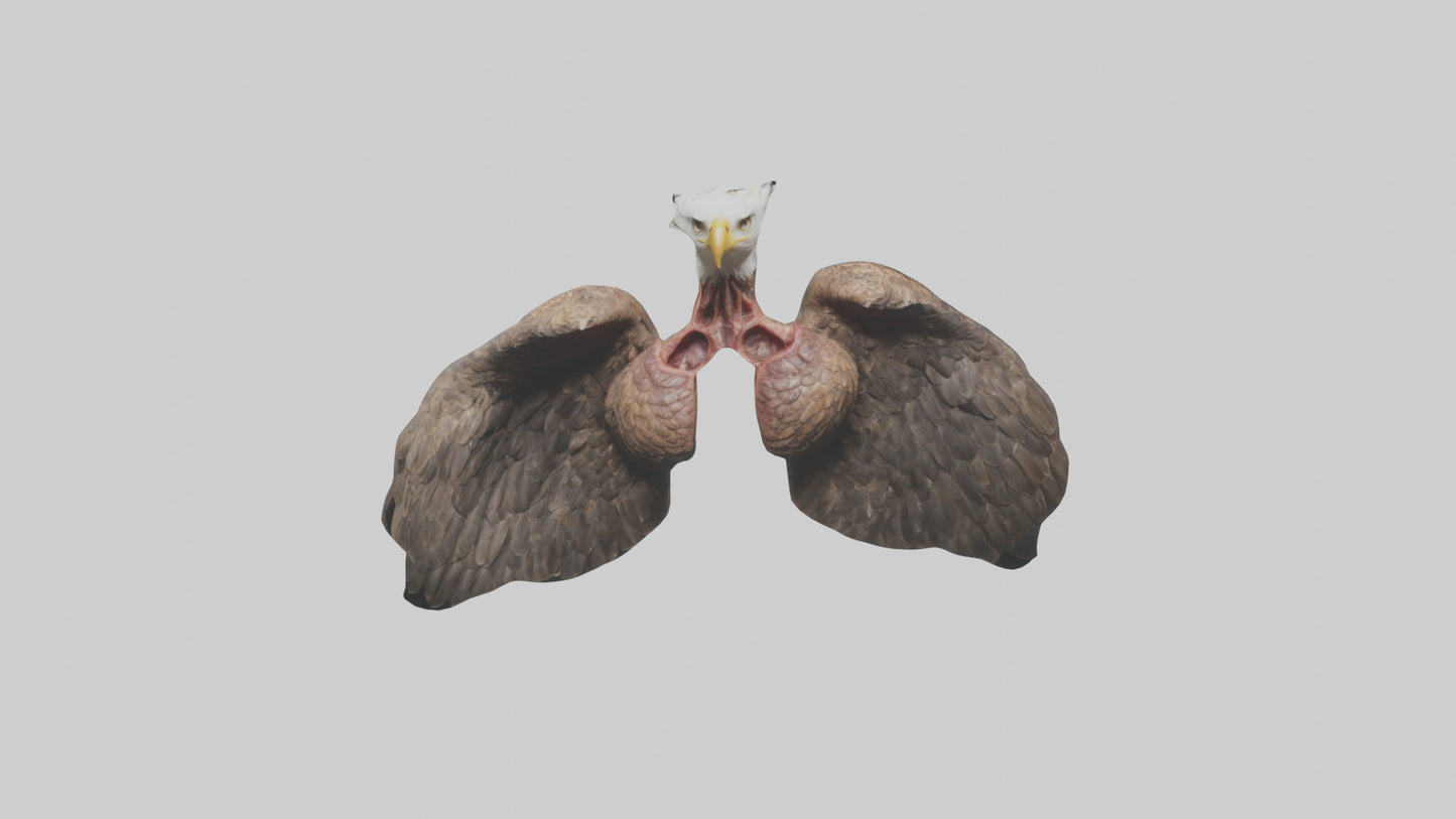 3D model Eagle Lungs VR / AR / low-poly