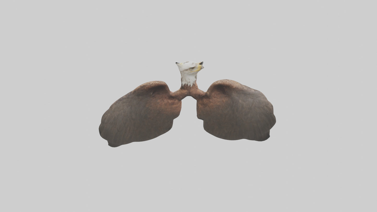 3D model Eagle Lungs VR / AR / low-poly