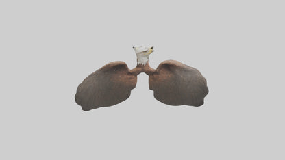 3D model Eagle Lungs VR / AR / low-poly