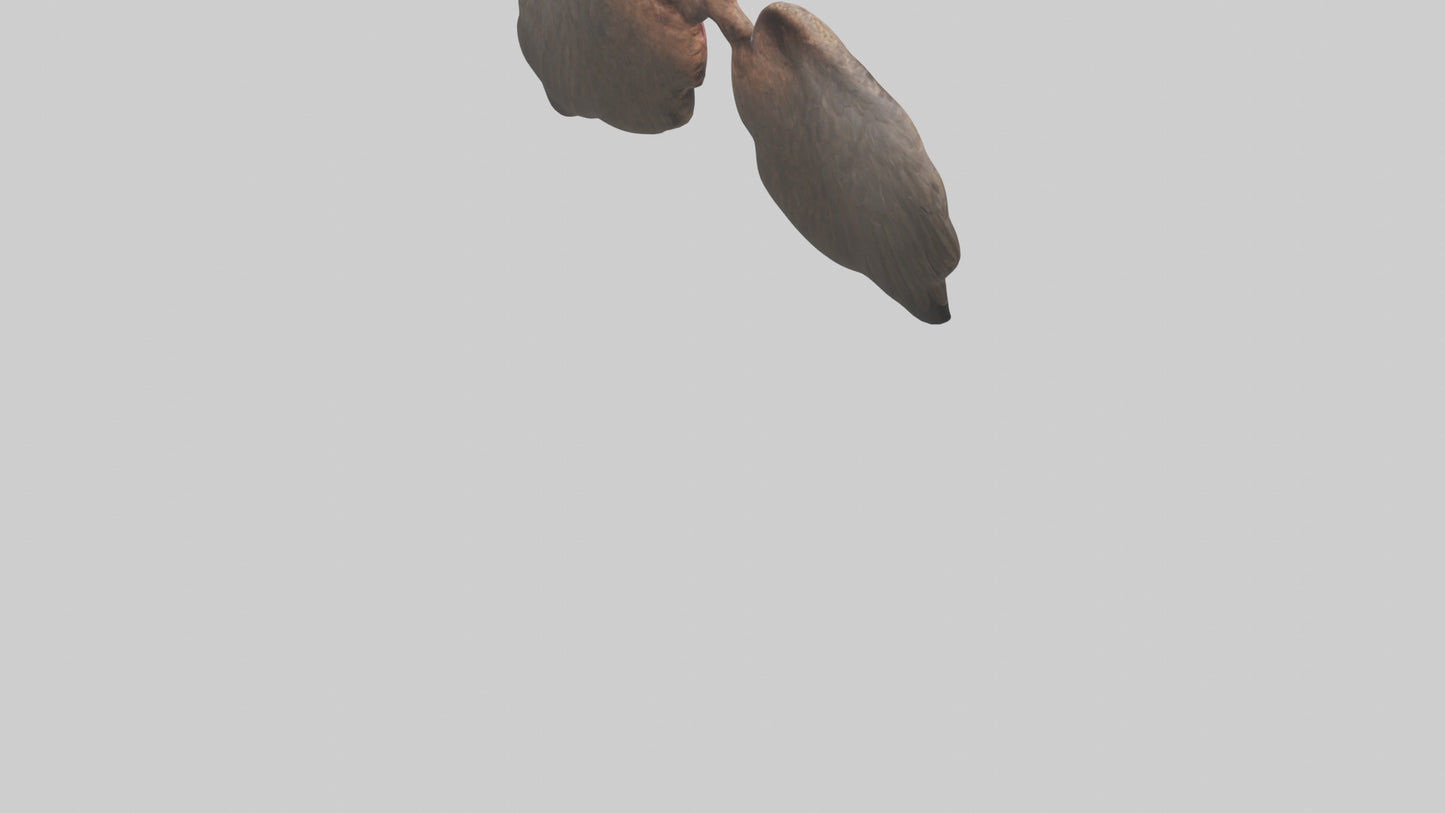 3D model Eagle Lungs VR / AR / low-poly