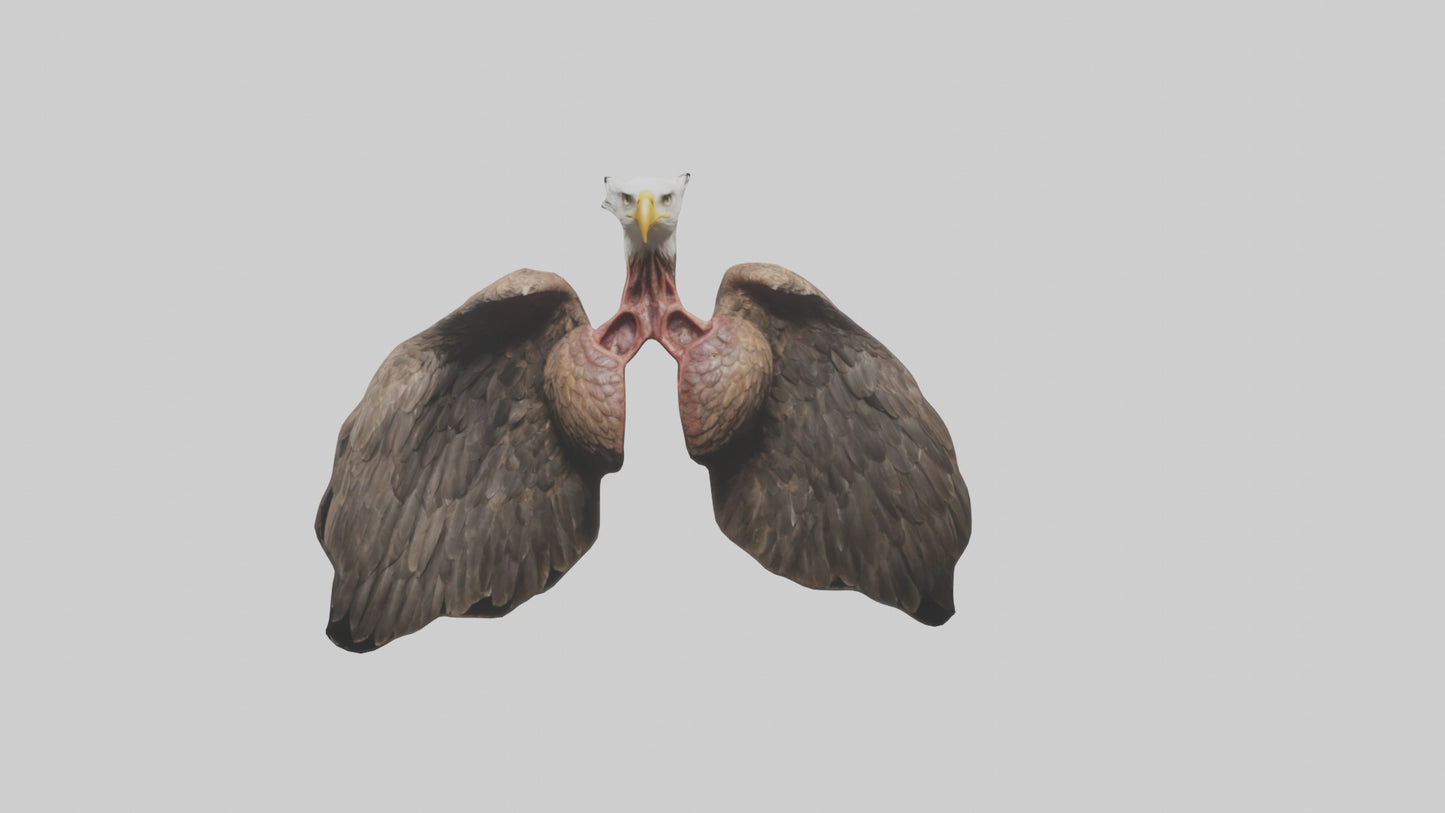 3D model Eagle Lungs VR / AR / low-poly