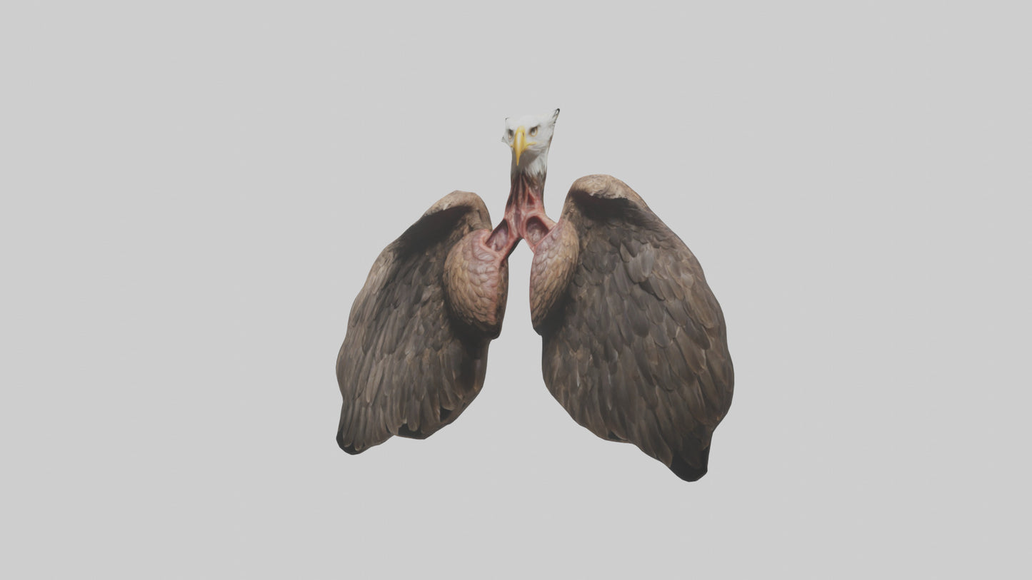 3D model Eagle Lungs VR / AR / low-poly