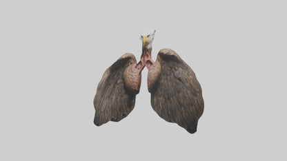 3D model Eagle Lungs VR / AR / low-poly