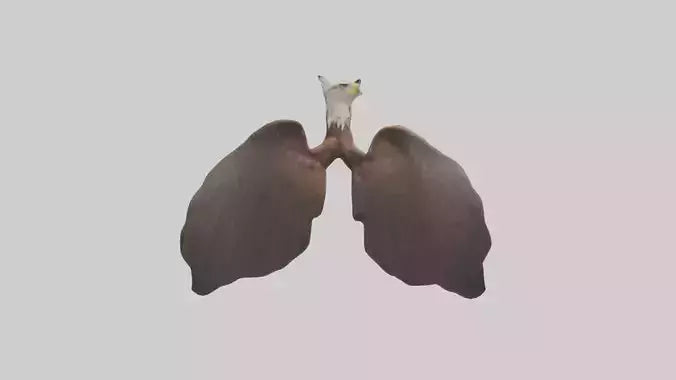 3D model Eagle Lungs VR / AR / low-poly