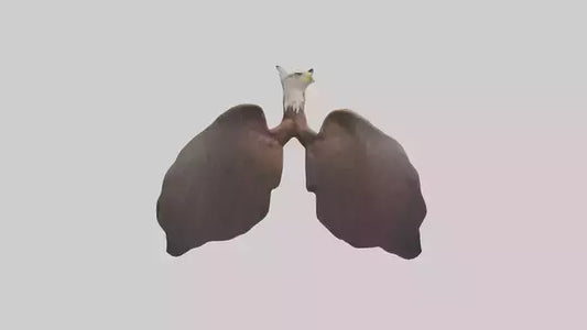 3D model Eagle Lungs VR / AR / low-poly