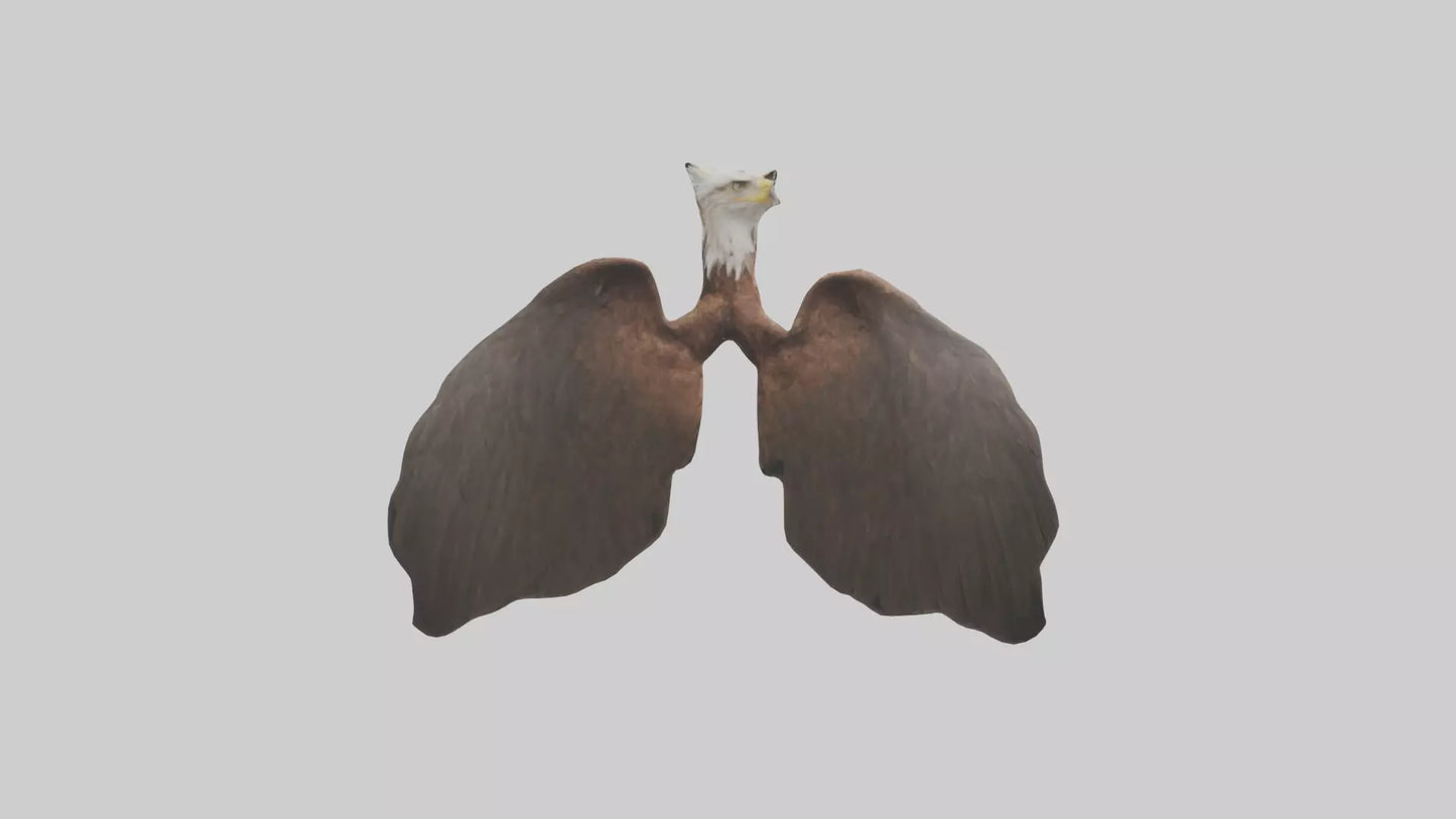 3D model Eagle Lungs VR / AR / low-poly