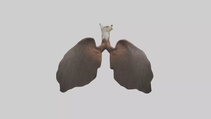 3D model Eagle Lungs VR / AR / low-poly