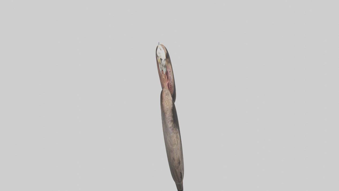 3D model Eagle Lungs VR / AR / low-poly