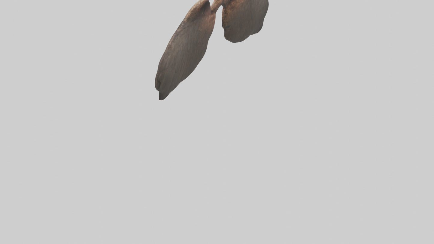 3D model Eagle Lungs VR / AR / low-poly