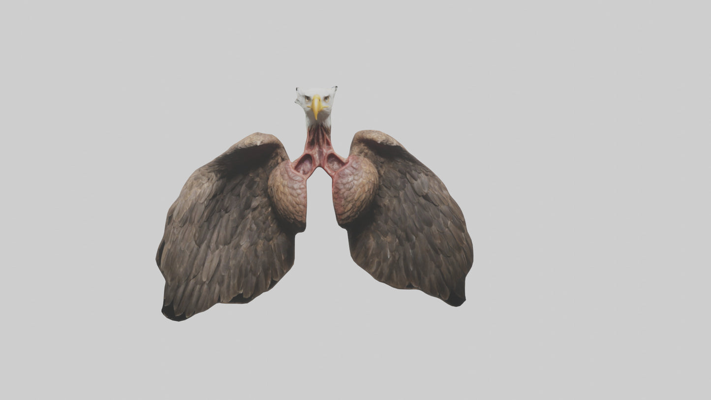 3D model Eagle Lungs VR / AR / low-poly